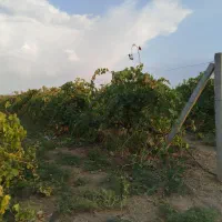 باغ-انگور-قطره-ای-دیمی-در-جاده-مهاباد-جبل-کندی