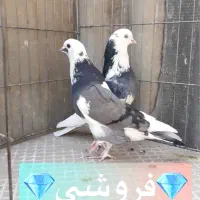 کبوتر ساعت سنگین تضمینی