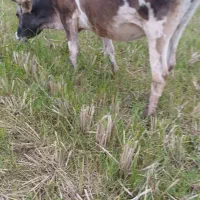 ۵راس گاو حامله|حیوانات مزرعه|رشت, گیل|دیوار