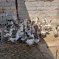 غازفروشی|حیوانات مزرعه|سرپل ذهاب, |دیوار