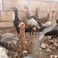 تعدادی مرغ و خروس نیمچه
