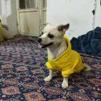 سگ شیواوا|سگ|بروجرد, |دیوار