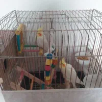 عروس هلندی