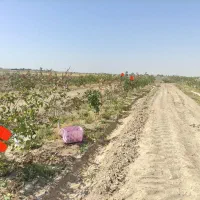 فروش باغ پسته|فروش دفتر صنعتی، کشاورزی، تجاری|هرند, |دیوار