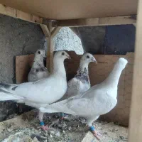 جوجه دسپر سار اقون