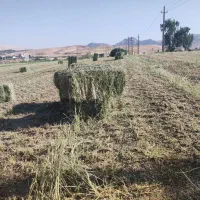 یونجەی خالص