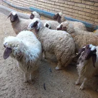 بره ماده سنجابی