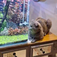 واگذاری گربه اسکاتیش فولد دو تا نر شناسنامه دار|گربه|تهران, قیطریه|دیوار