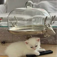 واگذاری بچه گربه پرشین سفید چشم خاکستری