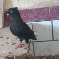 کبوتر دم سفید