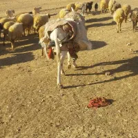 الاغ نر گلیه ای قیمت 8 میلیون به شرط