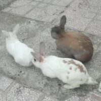 خرگوش نر بالغ