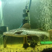 ماهی دراگون|ماهی|سهند, |دیوار