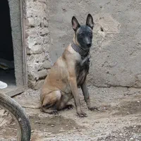 ماده مالینویز|سگ|بم, |دیوار