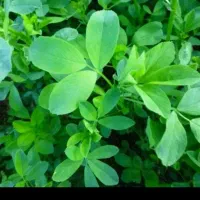 یونجه شلیف شده