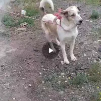 گم شده سگ ماده