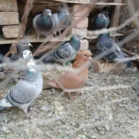 کفتر جوجه زرد کرمونی کاکلی|پرنده|زاوه, |دیوار