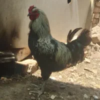 خروس