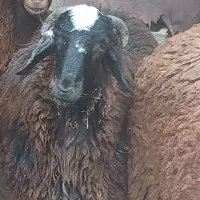 بره نر شیشک افشاری