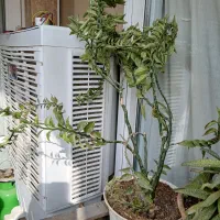 گل وگلدون|گل و گیاه طبیعی|مشهد, امیریه|دیوار