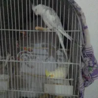 عروس هلندی مولد