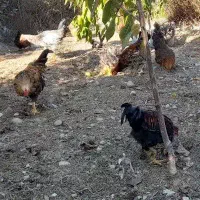 مرغ و خروس|حیوانات مزرعه|پارس‌آباد, |دیوار