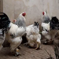 نیمچه خروس برهما لایت رومانی ، امپراطور ، امپراتور|حیوانات مزرعه|ساری, |دیوار