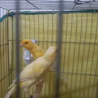 جفت قناری آماده لونه گرم کردن