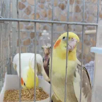 عروس هلندی نر و ماده جوجه بهمراه ۳ تخم