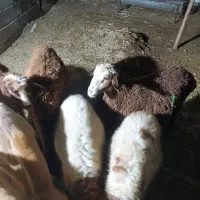 چهار عدد بره هترو نژاد چند قلوزا