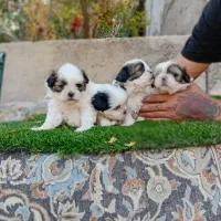 توله شیتزو فلت 2ماهه فقط 3.900