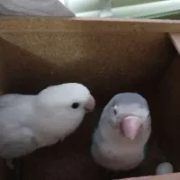 جفت کوتوله بالغ دستی|پرنده|شهرضا, |دیوار