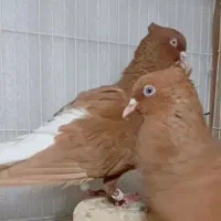 تعدادی رنگه
