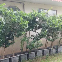 یاس هلندی گلدان ۵۰|گل و گیاه طبیعی|سنگر, |دیوار