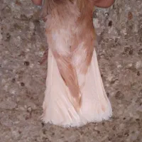 کفتر|پرنده|کشکوئیه, |دیوار