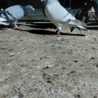 ۱۶ عدد کبوتر صحیح و سالم|پرنده|چابهار, |دیوار