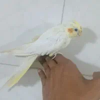 عروس هلندی    لوتینو دستی