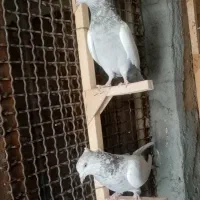 ماده سینه سوسنی|پرنده|مرودشت, کوشک|دیوار