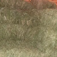 سلام پرس شبدر و یونجه|خدمات باغبانی و درختکاری|بروجرد, |دیوار