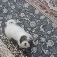 سگ پا کوتاه