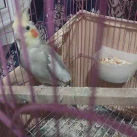 عروس هلندی  نر و ماده