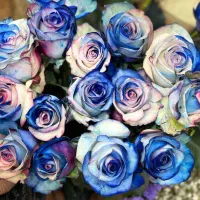 گل رز به قیمت عمده