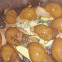 فروش حلزون|خزنده|آبادان, |دیوار