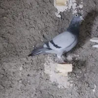 کبوتر کسی نگرفته