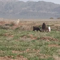 بز دبزغاله فروشی