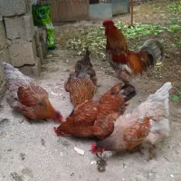 خروس چهل تاج ومرغ تخمگذار