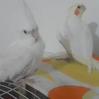 2تا فرشته بسیار زیبا،باهوش و سخنگو|پرنده|فومن, |دیوار