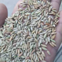 چلتوک عنبربوبرای فروش موجود|عمدهفروشی|شوشتر, |دیوار