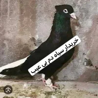 کبوتر سیاه دم سفید