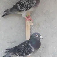کبوتر پلاکی بشرط زدو خوردجفتی۴۰۰|پرنده|شیراز, اصلاح‌نژاد|دیوار